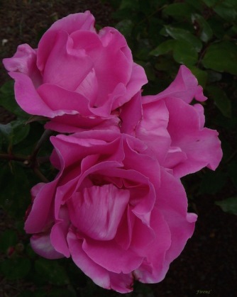 Carnet rose...
