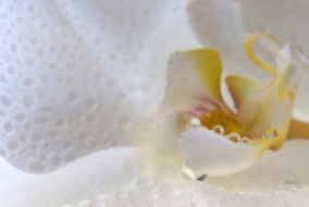 perles-d'orchidee-1