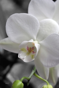 blanc d'orchidée img_7772